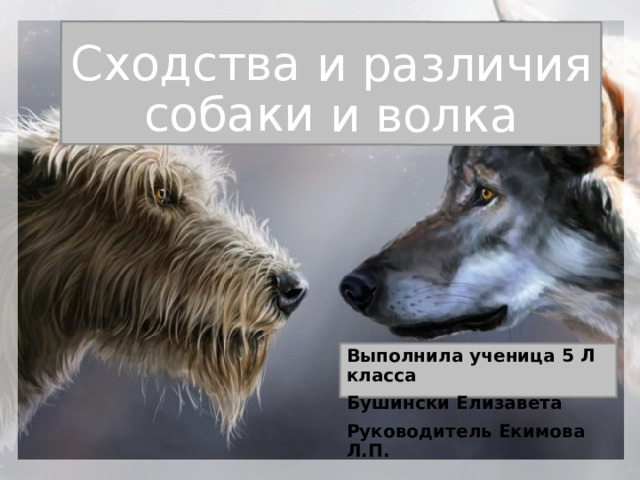Сходства и различия  собаки и волка Выполнила ученица 5 Л класса Бушински Елизавета Руководитель Екимова Л.П. 