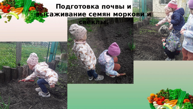 Подготовка почвы и высаживание семян моркови и свеклы.