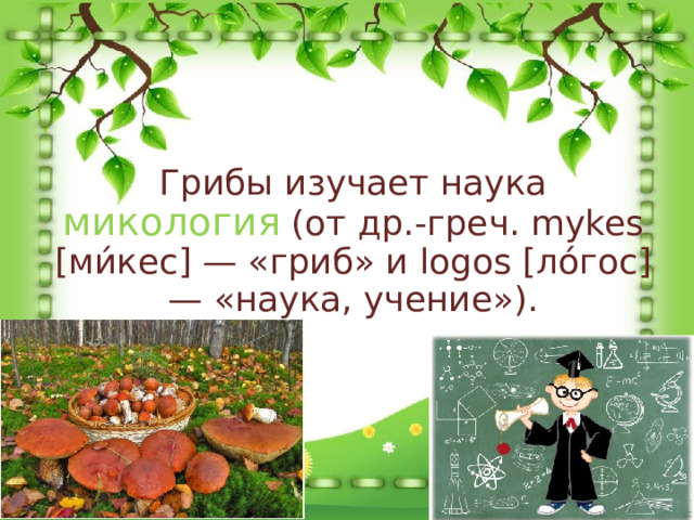  Грибы изучает наука микология (от др.-греч. mykes [ми́кес] — «гриб» и logos [ло́гос] — «наука, учение»). 