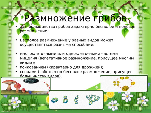 Размножение грибов Для большинства грибов характерно бесполое и половое размножение. Бесполое размножение у разных видов может осуществляться разными способами: многоклеточными или одноклеточными частями мицелия (вегетативное размножение, присущее многим видам); почкованием (характерно для дрожжей); спорами (собственно бесполое размножение, присущее большинству видов). 