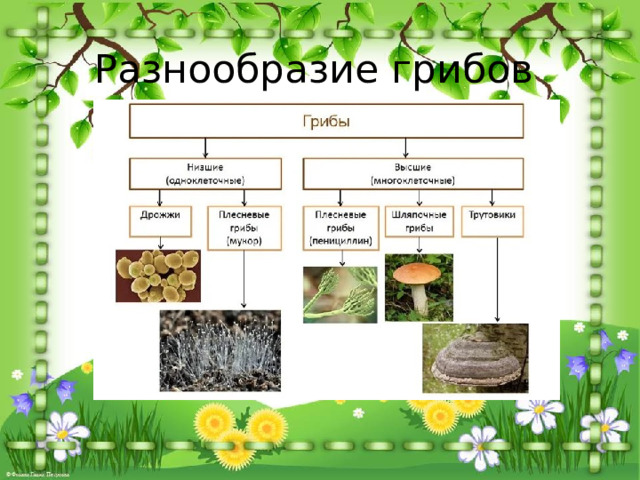 Разнообразие грибов 