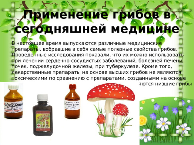 Применение грибов в сегодняшней медицине   В настоящее время выпускаются различные медицинские препараты, вобравшие в себя самые полезные свойства грибов. Проведенные исследования показали, что их можно использовать при лечении сердечно-сосудистых заболеваний, болезней печени, почек, поджелудочной железы, при туберкулезе. Кроме того, лекарственные препараты на основе высших грибов не являются токсическими по сравнению с препаратами, созданными на основе химического синтеза, или где продуцентами являются низшие грибы (как в случае антибиотиков). 