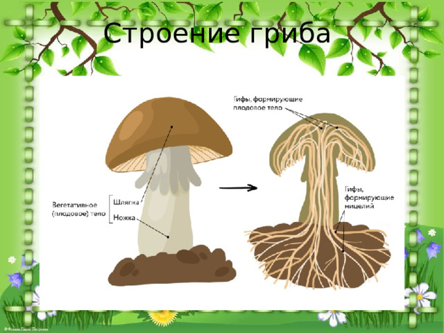Строение гриба 