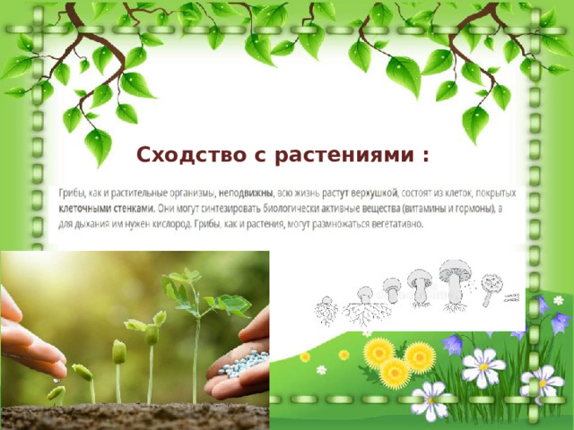 Сходство с растениями : 