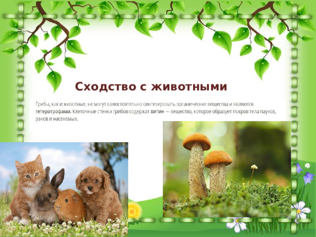 Сходство с животными 