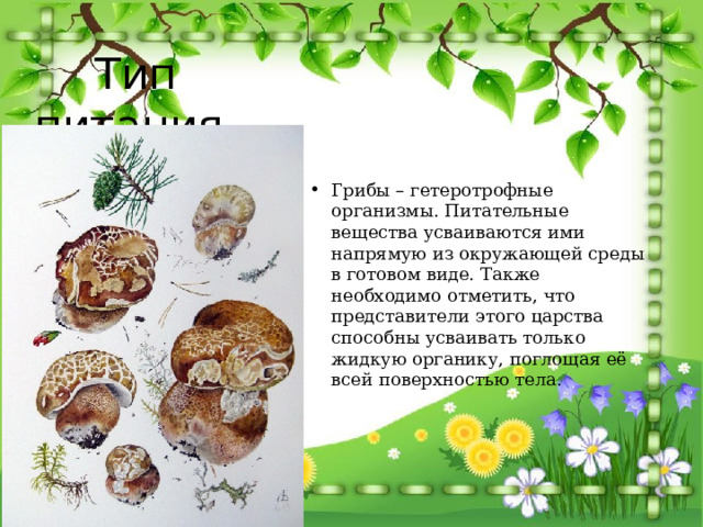 Тип питания Грибы – гетеротрофные организмы. Питательные вещества усваиваются ими напрямую из окружающей среды в готовом виде. Также необходимо отметить, что представители этого царства способны усваивать только жидкую органику, поглощая её всей поверхностью тела. 