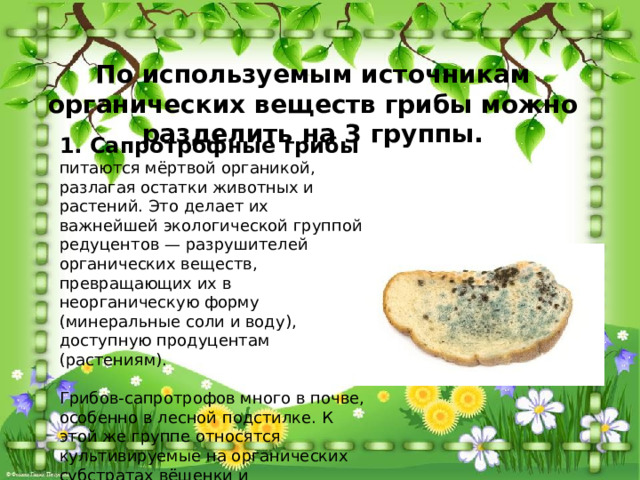 По используемым источникам органических веществ грибы можно разделить на 3 группы. 1. Сапротрофные грибы питаются мёртвой органикой, разлагая остатки животных и растений. Это делает их важнейшей экологической группой редуцентов — разрушителей органических веществ, превращающих их в неорганическую форму (минеральные соли и воду), доступную продуцентам (растениям). Грибов-сапротрофов много в почве, особенно в лесной подстилке. К этой же группе относятся культивируемые на органических субстратах вёшенки и шампиньоны, а также дрожжи и плесневые грибы. 