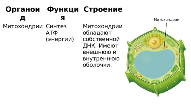 Органоид Функция Митохондрии Синтез АТФ (энергии) Строение Митохондрии обладают собственной ДНК. Имеют внешнюю и внутреннюю оболочки. Митохондрии 