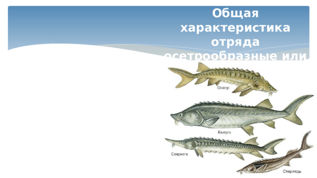 Общая характеристика отряда осетрообразные или костно-хрящевые 