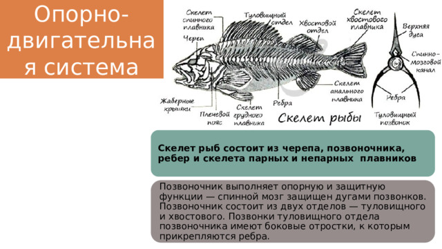 Опорно-двигательная система Скелет рыб состоит из черепа, позвоночника, ребер и скелета парных и непарных плавников Позвоночник выполняет опорную и защитную функции — спинной мозг защищен дугами позвонков. Позвоночник состоит из двух отделов — туловищного и хвостового. Позвонки туловищного отдела позвоночника имеют боковые отростки, к которым прикрепляются ребра. 