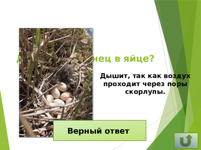 Дышит ли птенец в яйце? Дышит, так как воздух проходит через поры скорлупы. Верный ответ