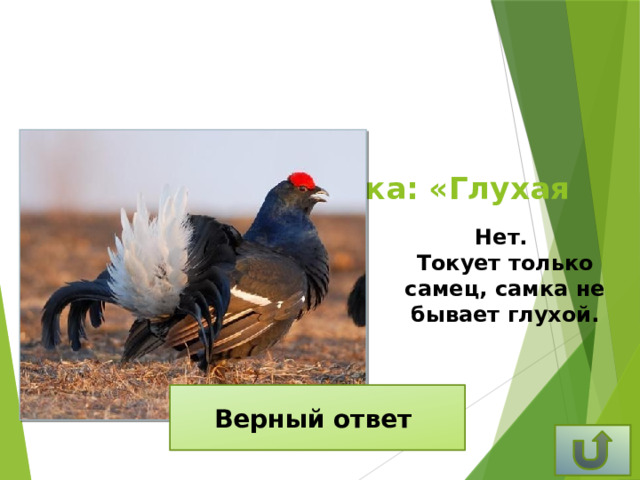 Верна ли поговорка: «Глухая тетеря!»? Нет. Токует только самец, самка не бывает глухой. Верный ответ