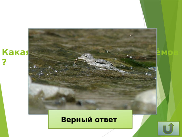 Какая птица ходит по дну водоёмов ? Верный ответ Оляпка
