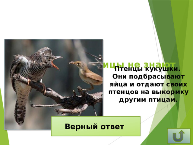 Птенцы какой птицы не знают своей матери? Птенцы кукушки. Они подбрасывают яйца и отдают своих птенцов на выкормку другим птицам. Верный ответ
