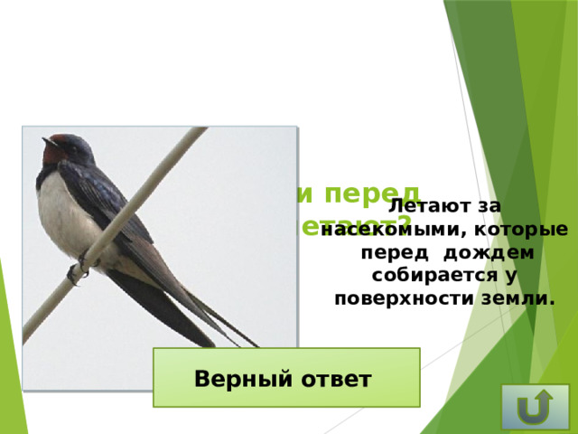 Почему ласточки перед дождём низко летают? Летают за насекомыми, которые  перед дождем собирается у поверхности земли. Верный ответ