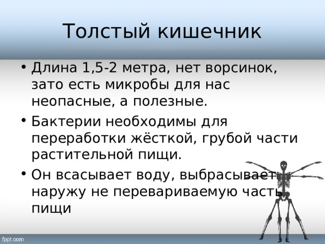 Толстый кишечник Длина 1,5-2 метра, нет ворсинок, зато есть микробы для нас неопасные, а полезные. Бактерии необходимы для переработки жёсткой, грубой части растительной пищи. Он всасывает воду, выбрасывает наружу не перевариваемую часть пищи 