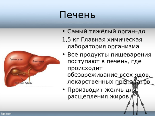 Печень Самый тяжёлый орган–до 1,5 кг Главная химическая лаборатория организма Все продукты пищеварения поступают в печень, где происходит обезвреживание всех ядов, лекарственных препаратов Производит желчь для расщепления жиров 