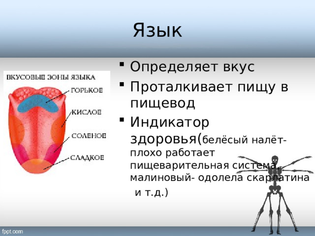 Язык Определяет вкус Проталкивает пищу в пищевод Индикатор здоровья( белёсый налёт-плохо работает пищеварительная система, малиновый- одолела скарлатина  и т.д.) 