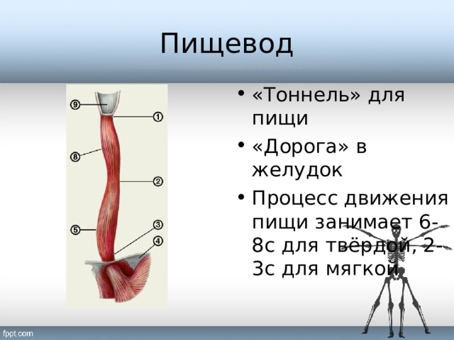 Пищевод «Тоннель» для пищи «Дорога» в желудок Процесс движения пищи занимает 6-8с для твёрдой, 2-3с для мягкой  