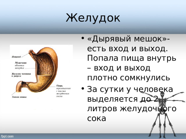 Желудок «Дырявый мешок»- есть вход и выход. Попала пища внутрь – вход и выход плотно сомкнулись За сутки у человека выделяется до 2 литров желудочного сока 