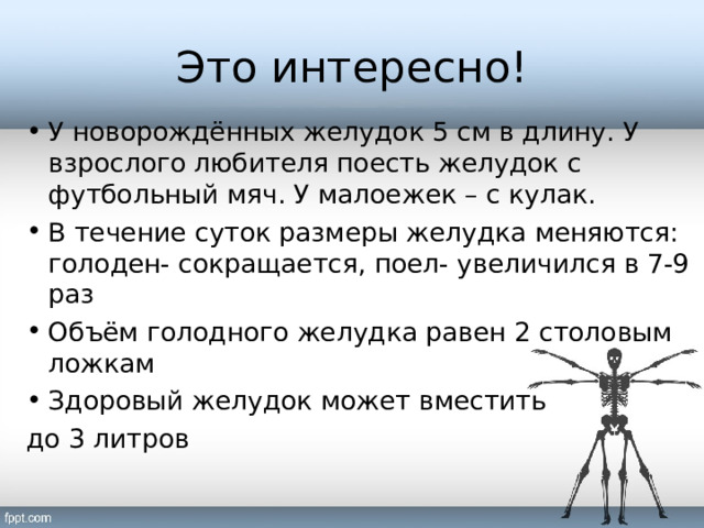 Это интересно! У новорождённых желудок 5 см в длину. У взрослого любителя поесть желудок с футбольный мяч. У малоежек – с кулак. В течение суток размеры желудка меняются: голоден- сокращается, поел- увеличился в 7-9 раз Объём голодного желудка равен 2 столовым ложкам Здоровый желудок может вместить до 3 литров 