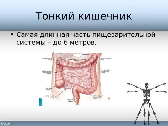 Тонкий кишечник Самая длинная часть пищеварительной системы – до 6 метров. 