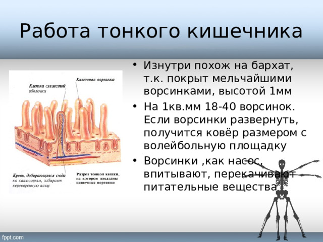 Работа тонкого кишечника Изнутри похож на бархат, т.к. покрыт мельчайшими ворсинками, высотой 1мм На 1кв.мм 18-40 ворсинок. Если ворсинки развернуть, получится ковёр размером с волейбольную площадку Ворсинки ,как насос, впитывают, перекачивают питательные вещества  