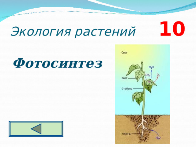 Экология растений 10 Фотосинтез  