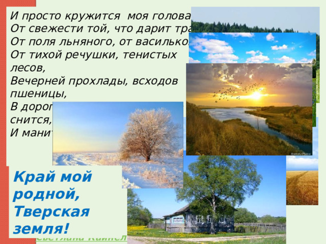 И просто кружится  моя голова,  От свежести той, что дарит трава,  От поля льняного, от васильков,  От тихой речушки, тенистых лесов,  Вечерней прохлады, всходов пшеницы,  В дороге, ночами, мне всё это снится,  И манит, зовет, ожидает меня, Край мой родной, Тверская земля! Светлана Кайнелайнен 