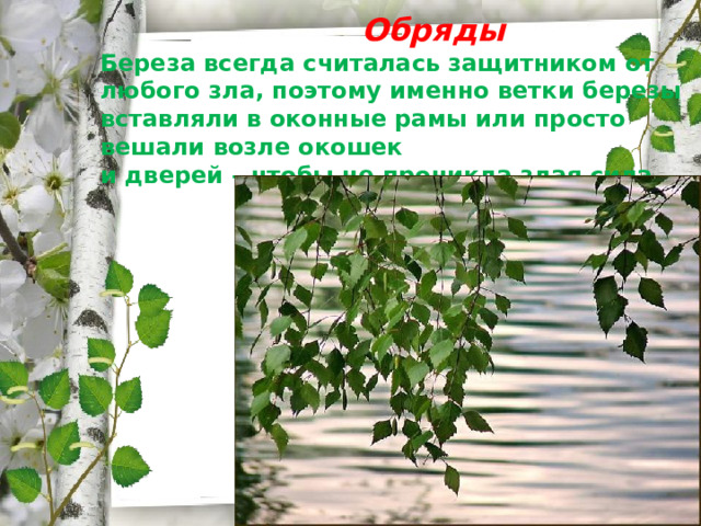  Обряды  Береза всегда считалась защитником от любого зла, поэтому именно ветки березы вставляли в оконные рамы или просто вешали возле окошек  и дверей – чтобы не проникла злая сила. 