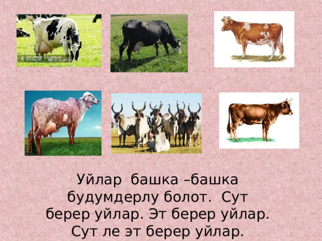 Уйлар башка –башка будумдерлу болот. Сут берер уйлар. Эт берер уйлар. Сут ле эт берер уйлар. 