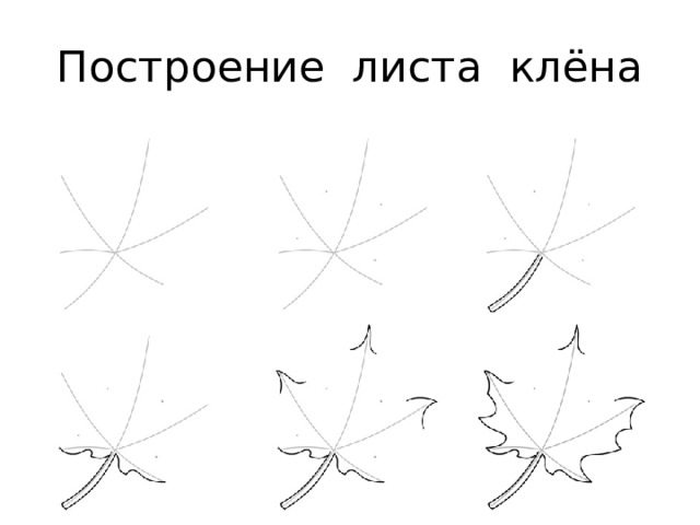 Построение листа клёна 