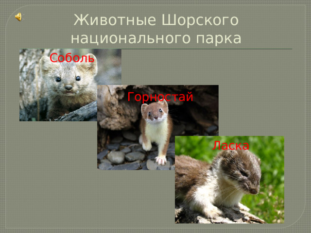 Животные Шорского национального парка Соболь Горностай Ласка 