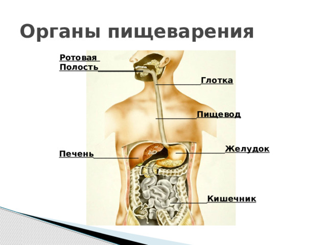 Органы пищеварения Ротовая Полость ___________ ___________ Глотка __________ Пищевод ____________ Желудок Печень ___________ _________ Кишечник 