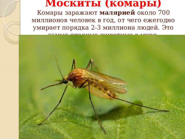 Москиты (комары)  Комары заражают малярией около 700 миллионов человек в год, от чего ежегодно умирает порядка 2-3 миллиона людей. Это самые опасные животные в мире.   