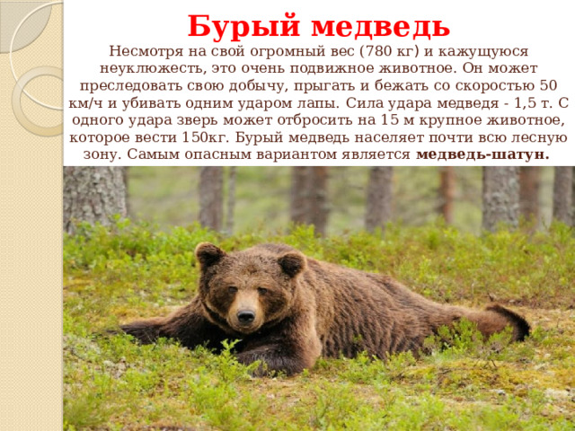 Бурый медведь  Несмотря на свой огромный вес (780 кг ) и кажущуюся неуклюжесть, это очень подвижное животное. Он может преследовать свою добычу, прыгать и бежать со скоростью 50 км/ч и убивать одним ударом лапы.  Сила удара медведя - 1,5 т. С одного удара зверь может отбросить на 15 м крупное животное, которое вести 150кг. Бурый медведь населяет почти всю лесную зону. Самым опасным вариантом является медведь-шатун.    