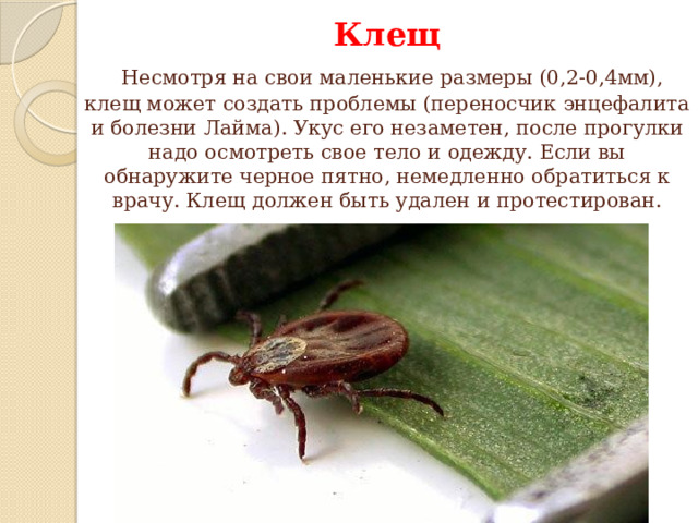 Клещ   Несмотря на свои маленькие размеры (0,2-0,4мм), клещ может создать проблемы (переносчик энцефалита и болезни Лайма). Укус его незаметен, после прогулки надо осмотреть свое тело и одежду. Если вы обнаружите черное пятно, немедленно обратиться к врачу. Клещ должен быть удален и протестирован.    