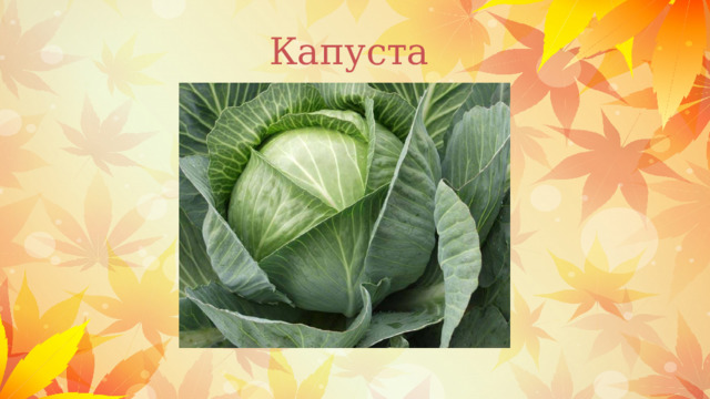 Капуста 