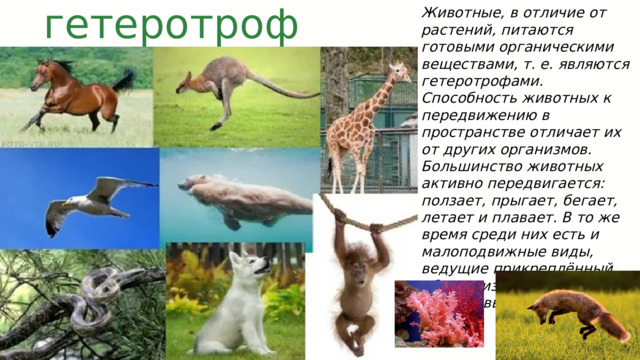гетеротрофы Животные, в отличие от растений, питаются готовыми органическими веществами, т. е. являются гетеротрофами. Способность животных к передвижению в пространстве отличает их от других организмов. Большинство животных активно передвигается: ползает, прыгает, бегает, летает и плавает. В то же время среди них есть и малоподвижные виды, ведущие прикреплённый образ жизни, например коралловые полипы. 