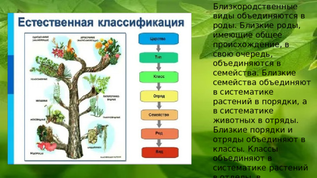 Близкородственные виды объединяются в роды. Близкие роды, имеющие общее происхождение, в свою очередь, объединяются в семейства. Близкие семейства объединяют в систематике растений в порядки, а в систематике животных в отряды. Близкие порядки и отряды объединяют в классы. Классы объединяют в систематике растений в отделы, в систематике животных в типы. Отделы и типы объединяются в царства 