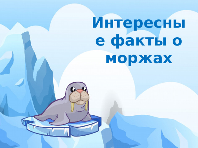 Интересные факты о моржах 