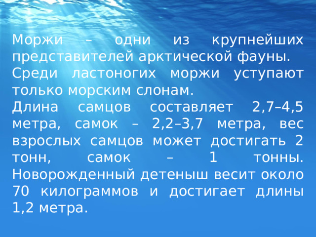 Моржи – одни из крупнейших представителей арктической фауны. Среди ластоногих моржи уступают только морским слонам. Длина самцов составляет 2,7–4,5 метра, самок – 2,2–3,7 метра, вес взрослых самцов может достигать 2 тонн, самок – 1 тонны. Новорожденный детеныш весит около 70 килограммов и достигает длины 1,2 метра. 
