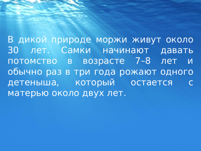 В дикой природе моржи живут около 30 лет. Самки начинают давать потомство в возрасте 7–8 лет и обычно раз в три года рожают одного детеныша, который остается с матерью около двух лет. 