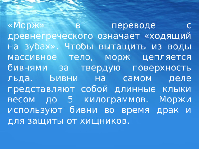 «Морж» в переводе с древнегреческого означает «ходящий на зубах». Чтобы вытащить из воды массивное тело, морж цепляется бивнями за твердую поверхность льда. Бивни на самом деле представляют собой длинные клыки весом до 5 килограммов. Моржи используют бивни во время драк и для защиты от хищников. 