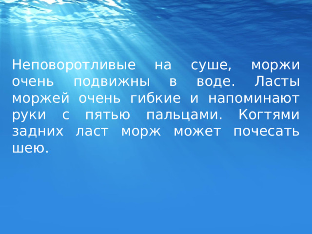 Неповоротливые на суше, моржи очень подвижны в воде. Ласты моржей очень гибкие и напоминают руки с пятью пальцами. Когтями задних ласт морж может почесать шею. 
