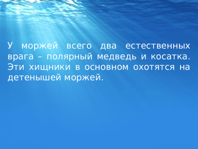 У моржей всего два естественных врага – полярный медведь и косатка. Эти хищники в основном охотятся на детенышей моржей. 