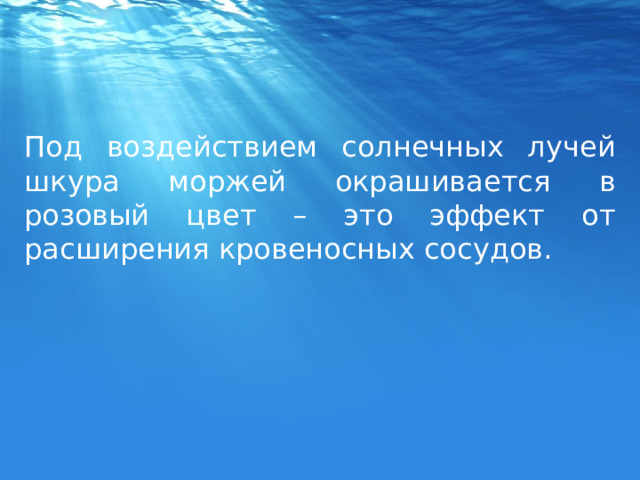 Под воздействием солнечных лучей шкура моржей окрашивается в розовый цвет – это эффект от расширения кровеносных сосудов. 