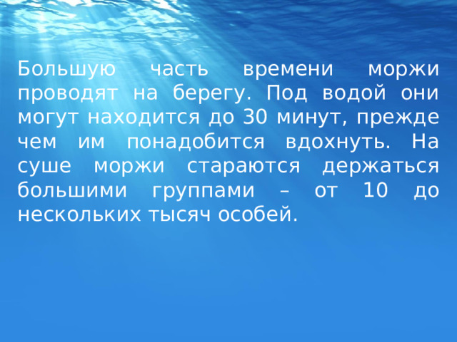 Большую часть времени моржи проводят на берегу. Под водой они могут находится до 30 минут, прежде чем им понадобится вдохнуть. На суше моржи стараются держаться большими группами – от 10 до нескольких тысяч особей. 