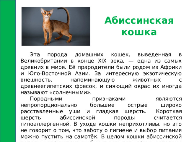 Абиссинская кошка  Эта порода домашних кошек, выведенная в Великобритании в конце XIX века, — одна из самых древних в мире. Её прародители были родом из Африки и Юго-Восточной Азии. За интересную экзотическую внешность, напоминающую животных с древнеегипетских фресок, и сияющий окрас их иногда называют «солнечными».  Породными признаками являются непропорционально большие острые широко расставленные уши и гладкая шерсть.  Короткая шерсть абиссинской породы считается гипоаллергенной. В уходе кошки неприхотливы, но это не говорит о том, что заботу о гигиене и выбор питания можно пустить на самотёк. В целом кошки абиссинской породы неприхотливы и будут есть тот корм, к которому их приучат.   