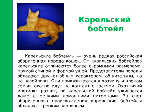 Карельский бобтейл  Карельские бобтейлы — очень редкая российская аборигенная порода кошек. От курильских бобтейлов карельские отличаются более скромными размерами, прямой спиной и формой ушей. Представители породы обладают дружелюбным характером, общительны, но не назойливы. Они привязываются к хозяину и членам семьи, охотно идут на контакт с гостями. Охотничий инстинкт развит, но карельский бобтейл уживается даже с мелкими домашними питомцами. За счет аборигенного происхождения карельские бобтейлы обладают крепким здоровьем. 